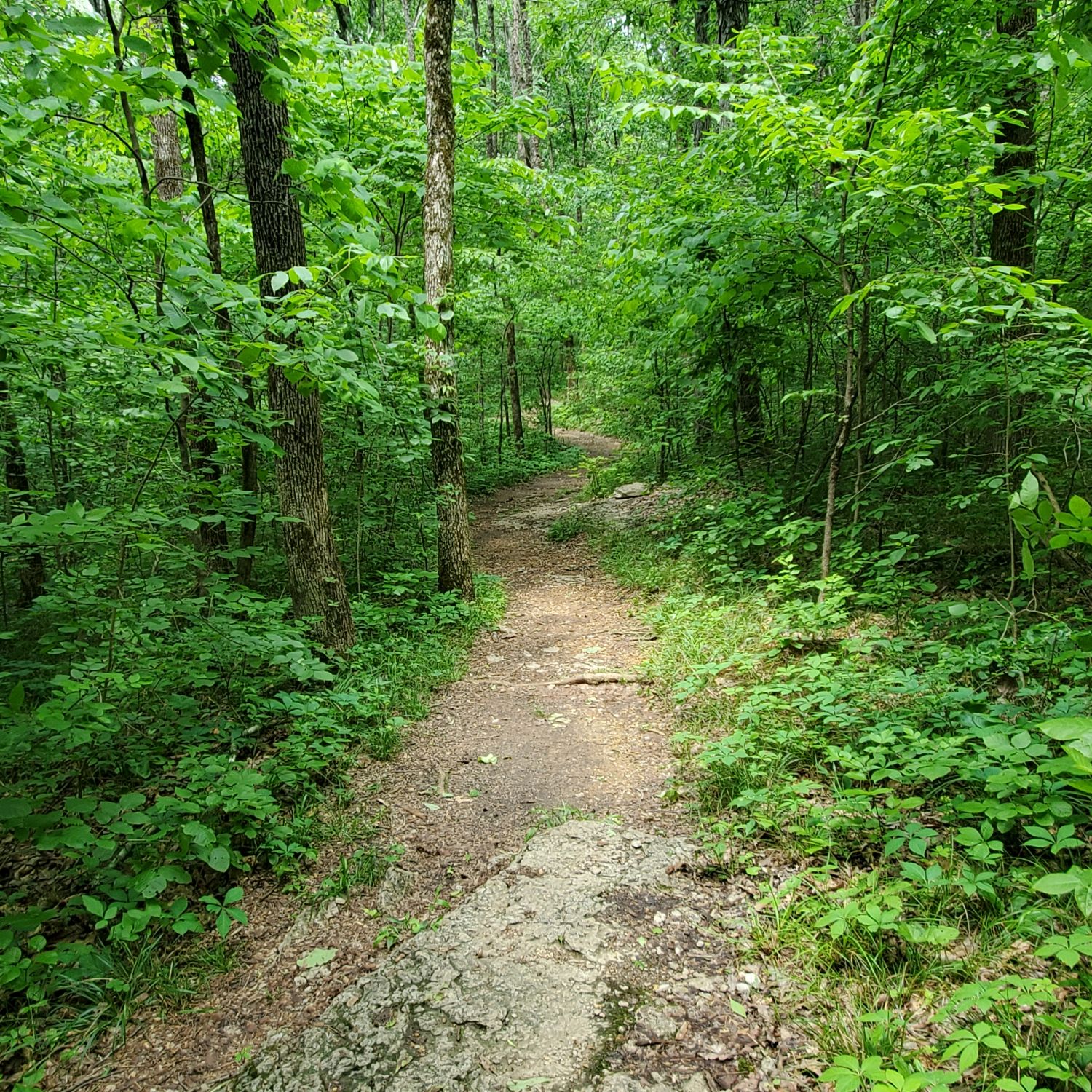 Cedars of Lebanon State Park 